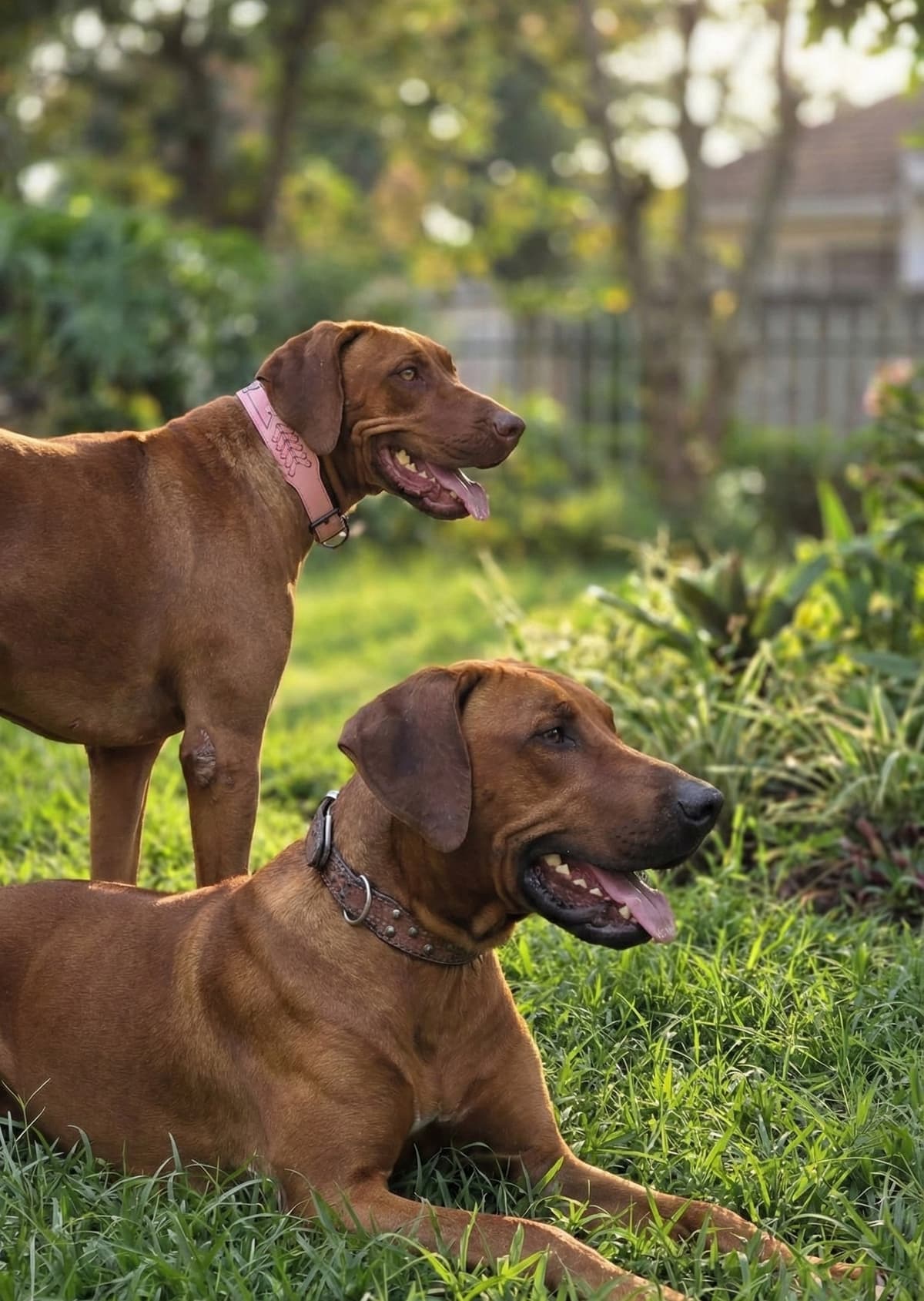 Rhodesian Ridgeback Profile