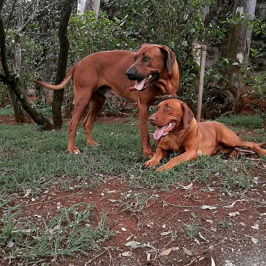 Welcoming Dog at Koshi Kennels