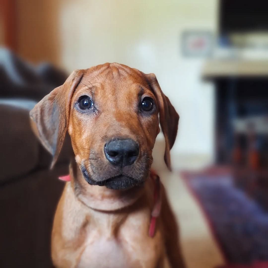 Life at Koshi Kennels