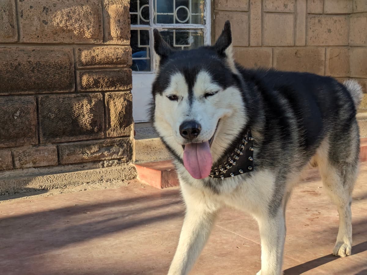 Siberian Husky Profile
